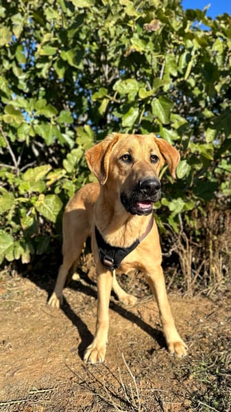 SOLOMILLO (Animalea)