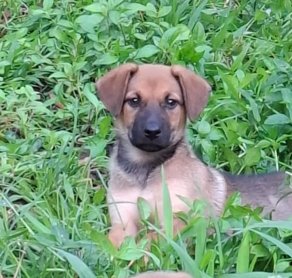 BAYA, chiot femelle Berger Créole