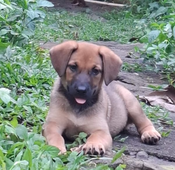 BAYA, chiot femelle Berger Créole