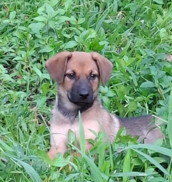 BAYA, chiot femelle Berger Créole