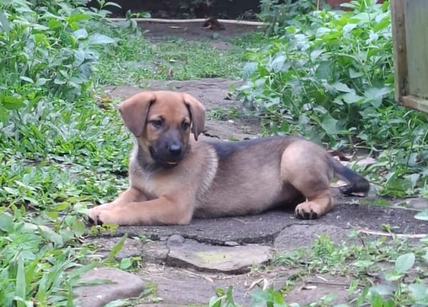 BAYA, chiot femelle Berger Créole