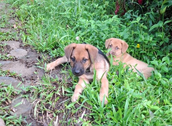 BAYA, chiot femelle Berger Créole