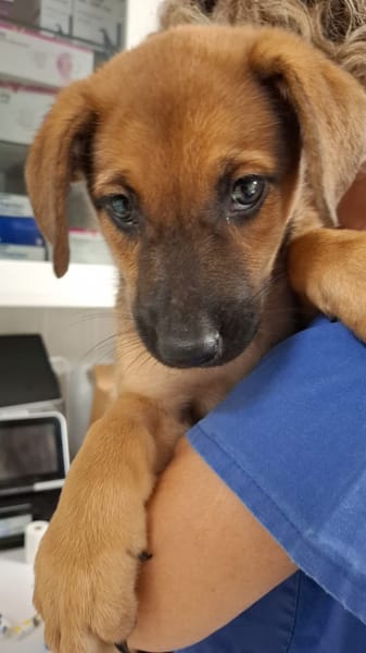 BAYA, chiot femelle Berger Créole