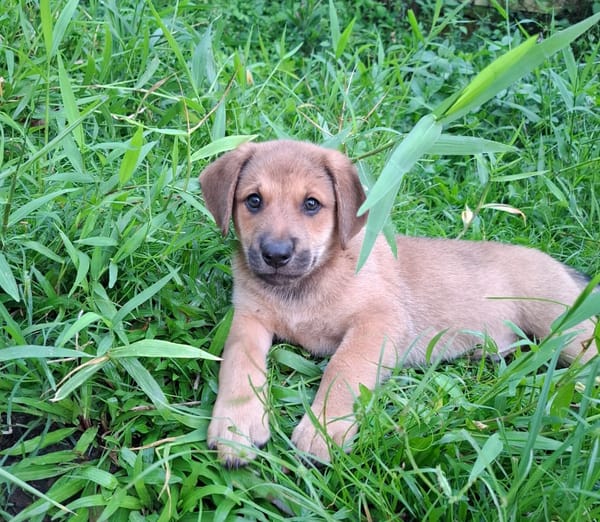 DJANGO, chiot mâle Berger Créole