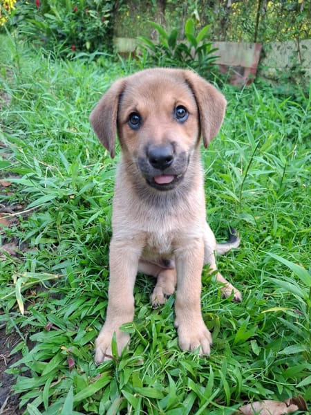 DJANGO, chiot mâle Berger Créole