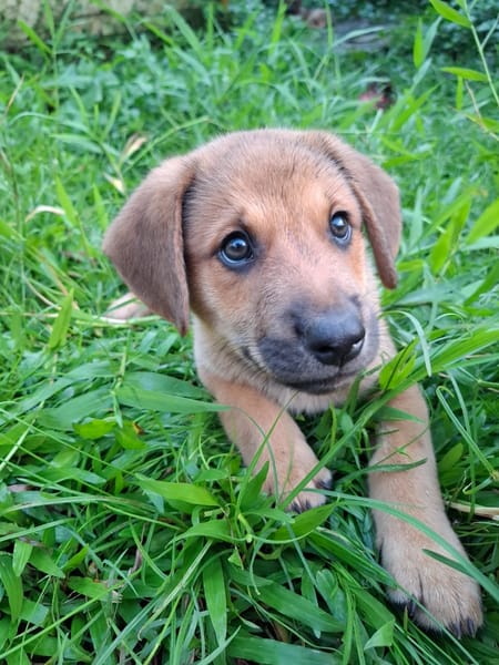 DJANGO, chiot mâle Berger Créole