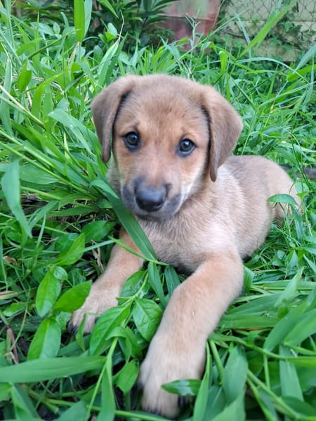 DJANGO, chiot mâle Berger Créole