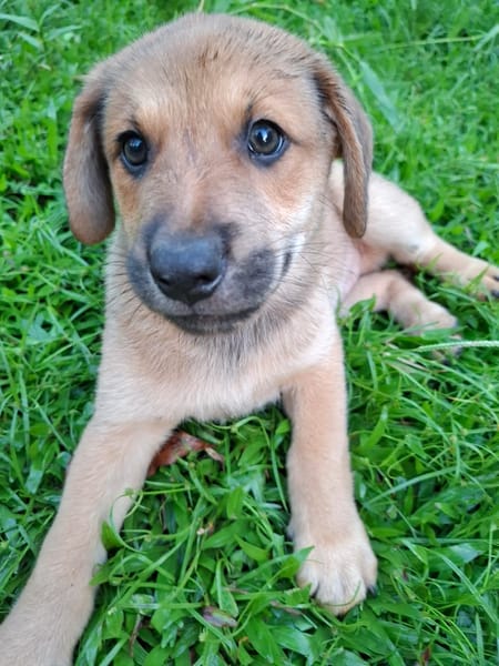DJANGO, chiot mâle Berger Créole