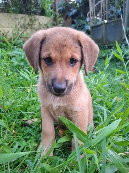 DJANGO, chiot mâle Berger Créole