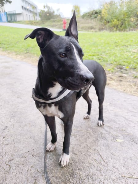 JEÏKO Mâle Berger créole