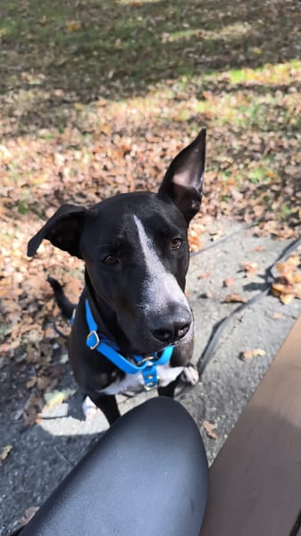 JEÏKO Mâle Berger créole