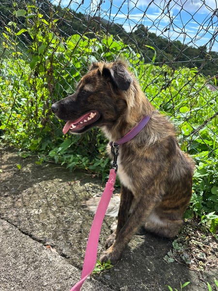 KIRA, Femelle junior Berger Créole