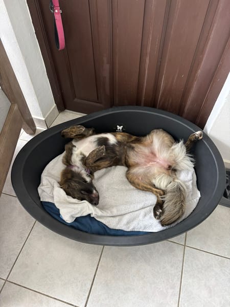 KIRA, Femelle junior Berger Créole