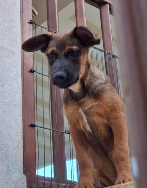 LUMA, chiot Berger Créole femelle