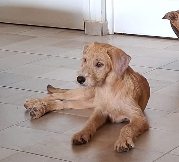 MANHATTAN, chiot femelle croisée