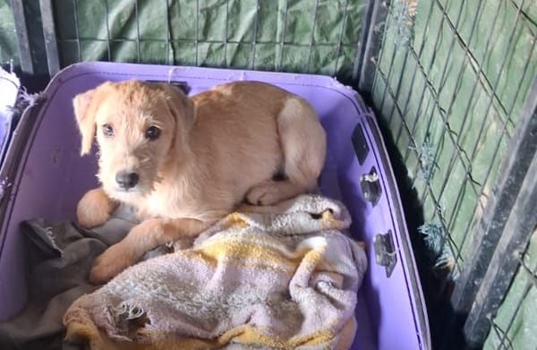 MANHATTAN, chiot femelle croisée