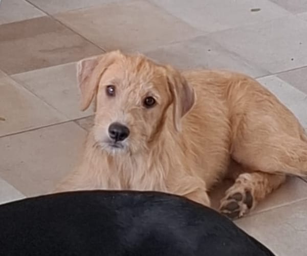 POPPY, chiot Berger Créole mâle