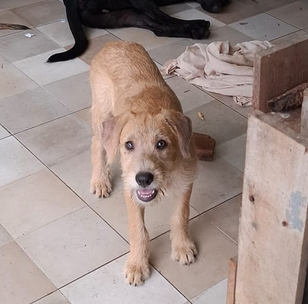 POPPY, chiot Berger Créole mâle
