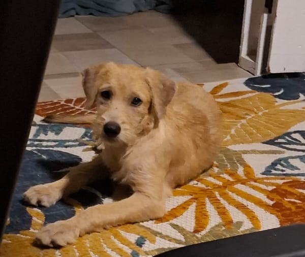 POPPY, chiot Berger Créole mâle