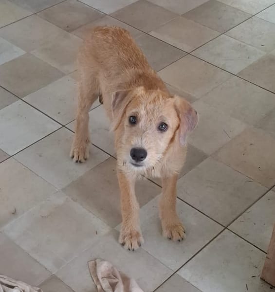 POPPY, chiot Berger Créole mâle