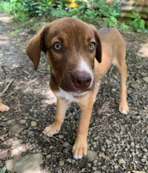 POPPY, chiot Berger Créole mâle