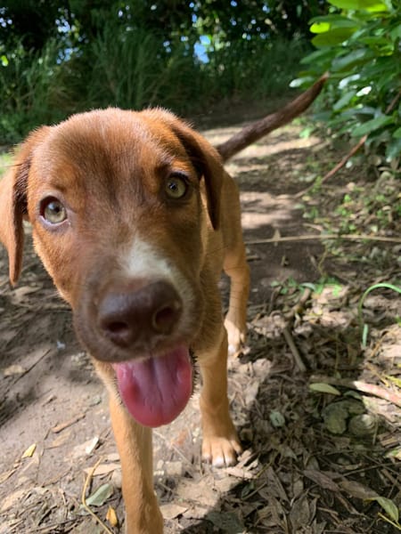 POPPY, chiot Berger Créole mâle