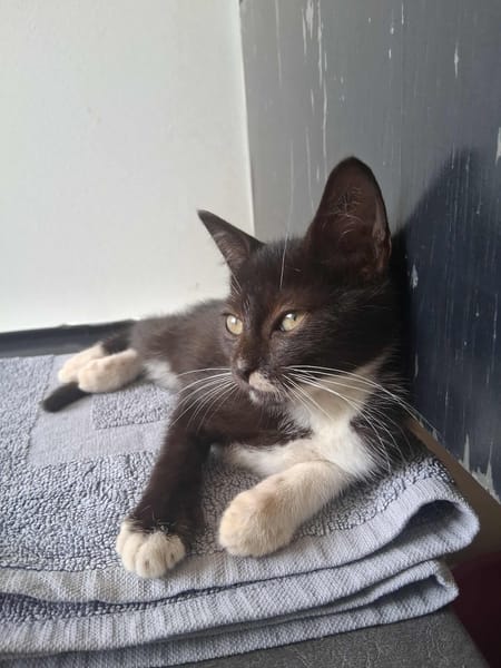 🐾 À L’ADOPTION – ANGEL, une petite perle noire & blanche au cœur tendre 🐾