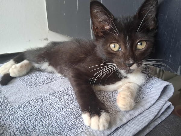 🐾 À L’ADOPTION – ANGEL, une petite perle noire & blanche au cœur tendre 🐾