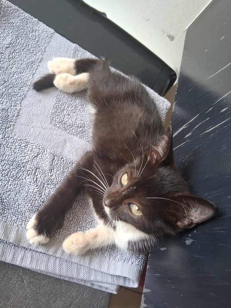 🐾 À L’ADOPTION – ANGEL, une petite perle noire & blanche au cœur tendre 🐾