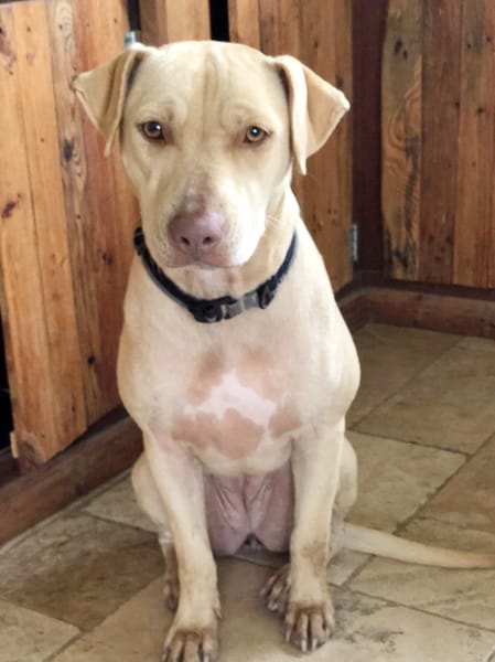 PHOENIX Croisée Labrador Femelle junior