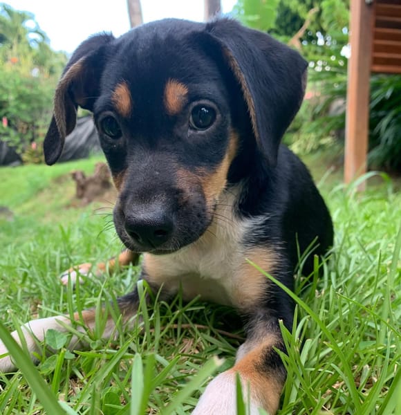 SOCKS, chiot femelle Berger Créole
