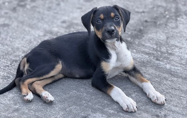 SOCKS, chiot femelle Berger Créole
