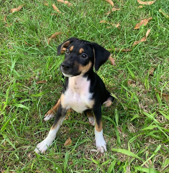 SOCKS, chiot femelle Berger Créole