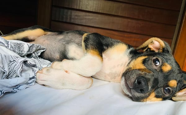 SOCKS, chiot femelle Berger Créole