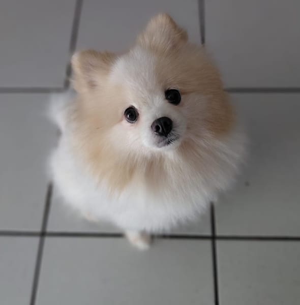 SUSHI, Femelle Spitz