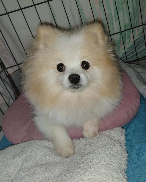 SUSHI, Femelle Spitz