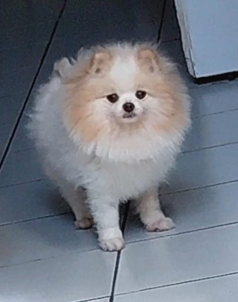 SUSHI, Femelle Spitz