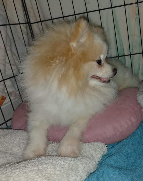 SUSHI, Femelle Spitz