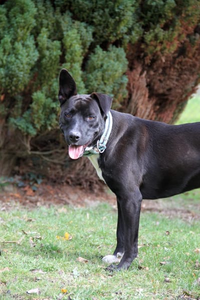 TILOUP Croisé Labrador