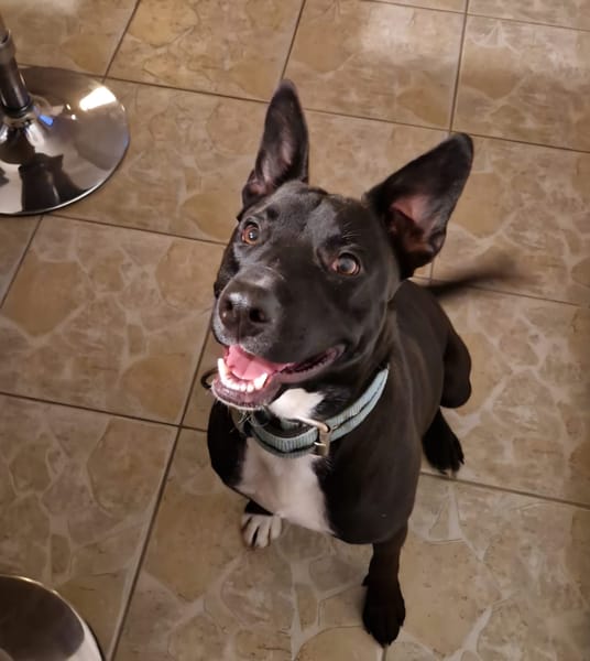 TILOUP Croisé Labrador