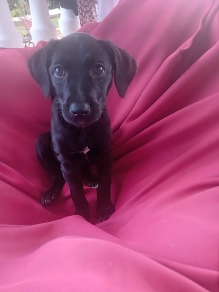 🐾 À L’ADOPTION – AKYRA, une choupette pleine de vie et de câlins ! 🐾