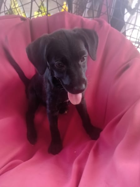 🐾 À L’ADOPTION – AKYRA, une choupette pleine de vie et de câlins ! 🐾