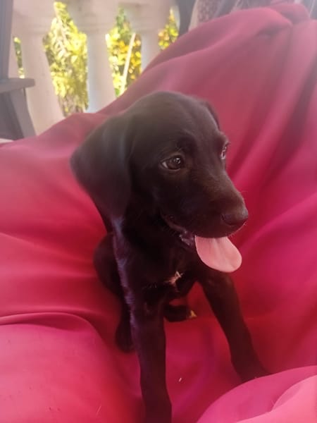 🐾 À L’ADOPTION – AKYRA, une choupette pleine de vie et de câlins ! 🐾