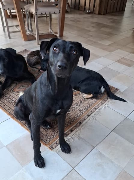 USLA, Femelle junior Berger Créole