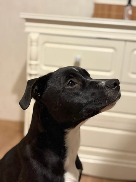 🐾 À L’ADOPTION : Aika 🌺