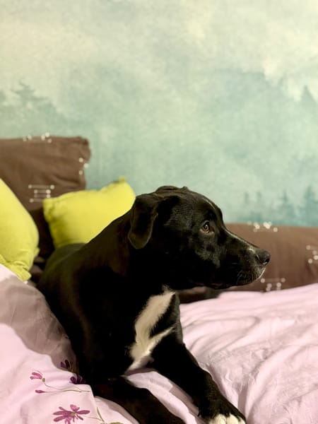 🐾 À L’ADOPTION : Aika 🌺