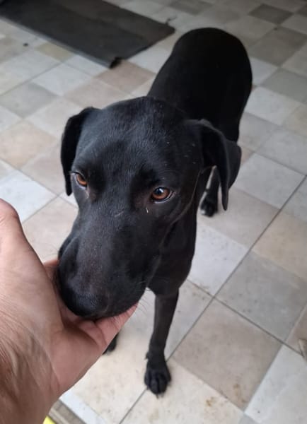 USLA, Femelle junior Berger Créole