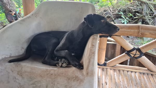 USLA, Femelle junior Berger Créole