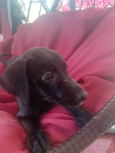 🐾 À L’ADOPTION – AYA, petite choupette au cœur tendre 🐾