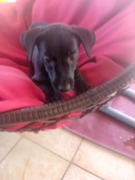 🐾 À L’ADOPTION – AYA, petite choupette au cœur tendre 🐾